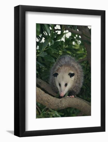 Virginia Opossum in Tree-DLILLC-Framed Photographic Print