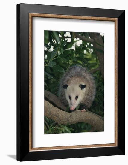 Virginia Opossum in Tree-DLILLC-Framed Photographic Print