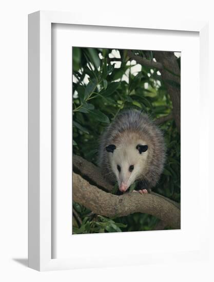 Virginia Opossum in Tree-DLILLC-Framed Photographic Print