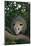 Virginia Opossum in Tree-DLILLC-Mounted Photographic Print