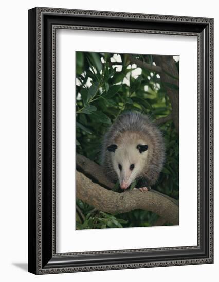 Virginia Opossum in Tree-DLILLC-Framed Photographic Print