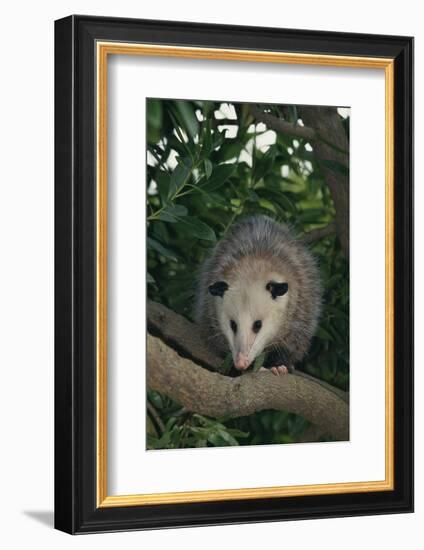 Virginia Opossum in Tree-DLILLC-Framed Photographic Print