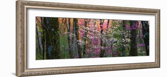 Virginia, Shenandoah National Park-null-Framed Premium Photographic Print