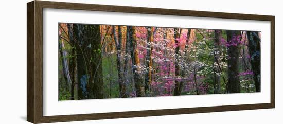 Virginia, Shenandoah National Park-null-Framed Premium Photographic Print