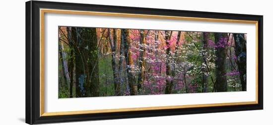 Virginia, Shenandoah National Park-null-Framed Photographic Print