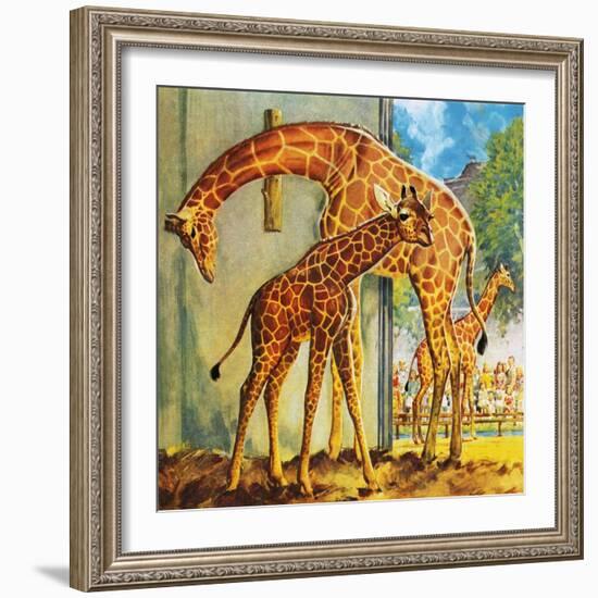 Virginia the Giraffe-McConnell-Framed Giclee Print