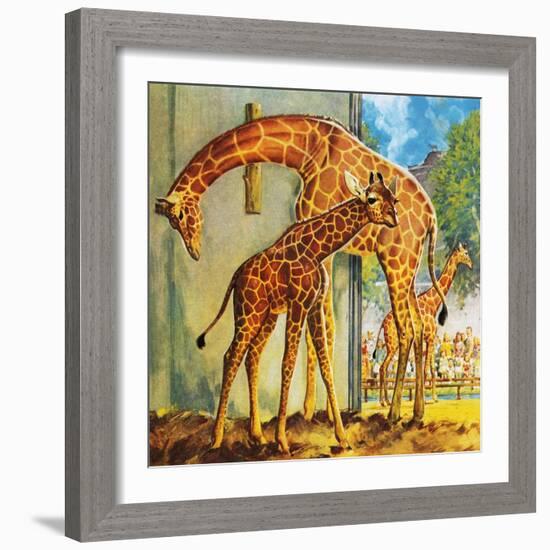 Virginia the Giraffe-McConnell-Framed Giclee Print