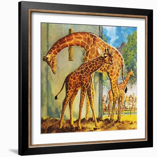 Virginia the Giraffe-McConnell-Framed Giclee Print