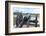 Virginia, Yorktown, Cannon on Battlefield-Jim Engelbrecht-Framed Photographic Print