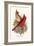 Virginian Cardinal-F.w. Frohawk-Framed Art Print