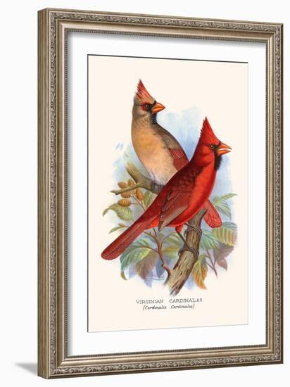 Virginian Cardinal-F.w. Frohawk-Framed Art Print