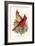 Virginian Cardinal-F.w. Frohawk-Framed Art Print