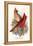 Virginian Cardinal-F.w. Frohawk-Framed Stretched Canvas