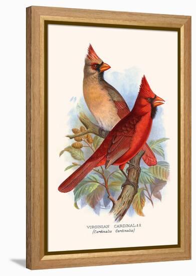 Virginian Cardinal-F.w. Frohawk-Framed Stretched Canvas