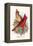 Virginian Cardinal-F.w. Frohawk-Framed Stretched Canvas