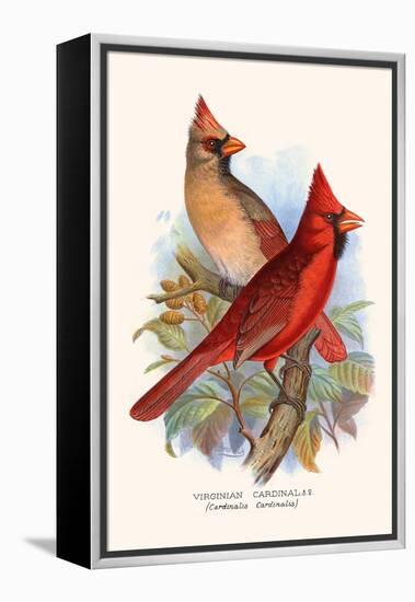 Virginian Cardinal-F.w. Frohawk-Framed Stretched Canvas