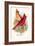 Virginian Cardinal-Arthur G. Butler-Framed Art Print
