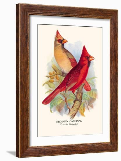 Virginian Cardinal-Arthur G. Butler-Framed Art Print