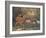 Virginian Deer, Wild Bst-Cuthbert Swan-Framed Art Print