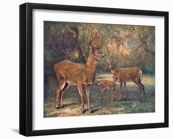 Virginian Deer, Wild Bst-Cuthbert Swan-Framed Art Print