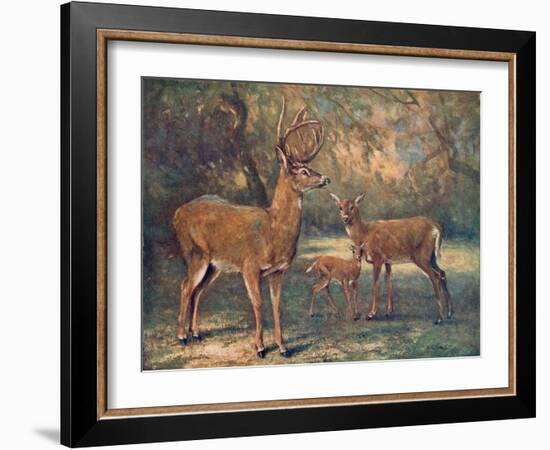 Virginian Deer, Wild Bst-Cuthbert Swan-Framed Art Print