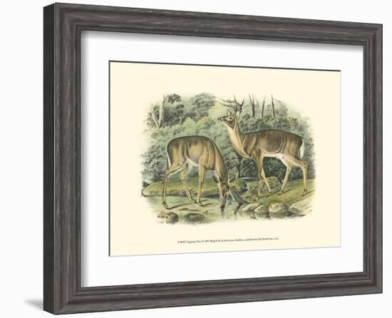 Virginian Deer-John James Audubon-Framed Art Print