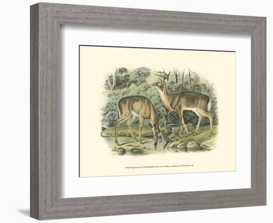 Virginian Deer-John James Audubon-Framed Art Print