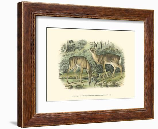 Virginian Deer-John James Audubon-Framed Art Print