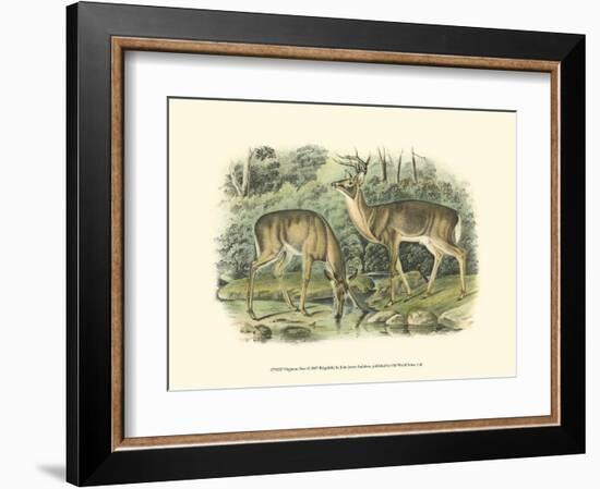 Virginian Deer-John James Audubon-Framed Art Print