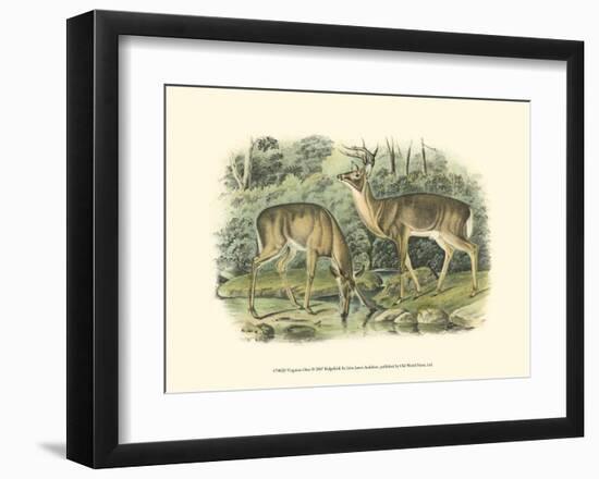 Virginian Deer-John James Audubon-Framed Art Print