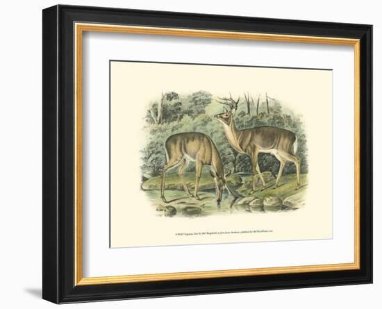 Virginian Deer-John James Audubon-Framed Art Print