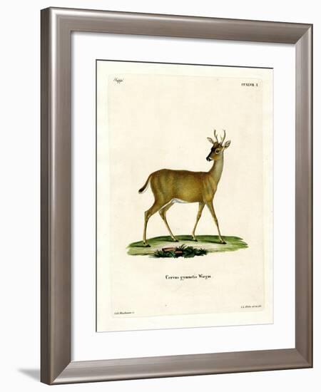 Virginian Deer-null-Framed Giclee Print