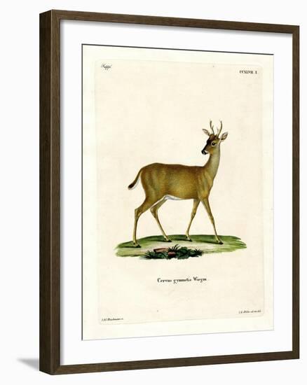 Virginian Deer-null-Framed Giclee Print