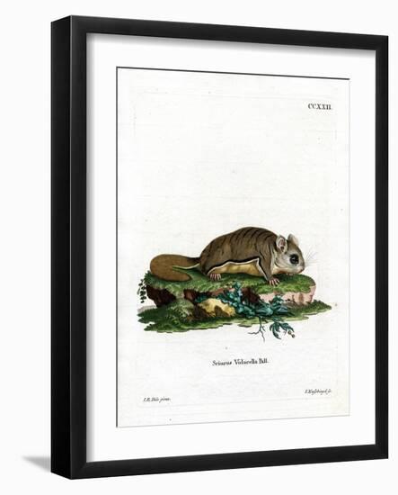 Virginian Flying Squirrel-null-Framed Giclee Print