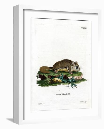 Virginian Flying Squirrel-null-Framed Giclee Print
