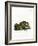 Virginian Flying Squirrel-null-Framed Giclee Print