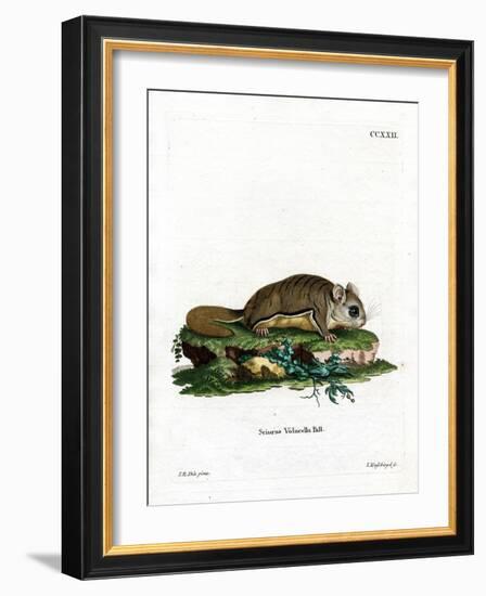 Virginian Flying Squirrel-null-Framed Giclee Print