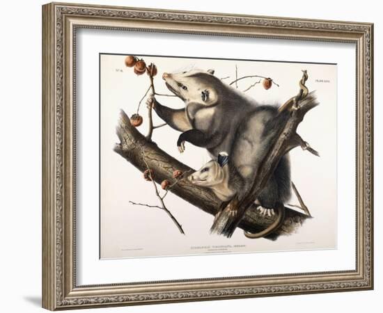 Virginian Opossum, 1845-John James Audubon-Framed Giclee Print