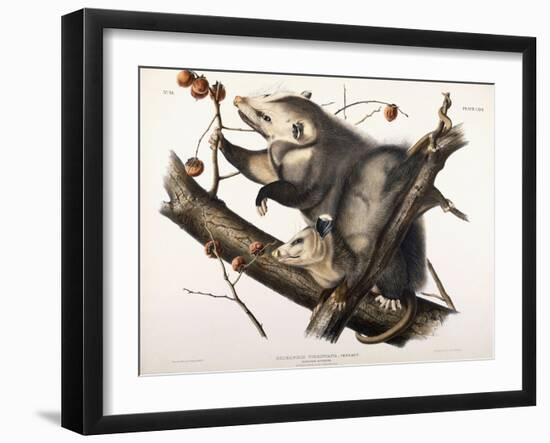 Virginian Opossum, 1845-John James Audubon-Framed Giclee Print