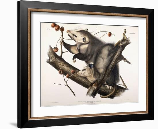 Virginian Opossum, 1845-John James Audubon-Framed Giclee Print