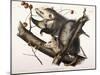 Virginian Opossum, 1845-John James Audubon-Mounted Giclee Print