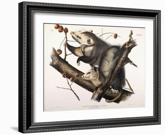 Virginian Opossum, 1845-John James Audubon-Framed Giclee Print