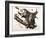 Virginian Opossum, 1845-John James Audubon-Framed Giclee Print