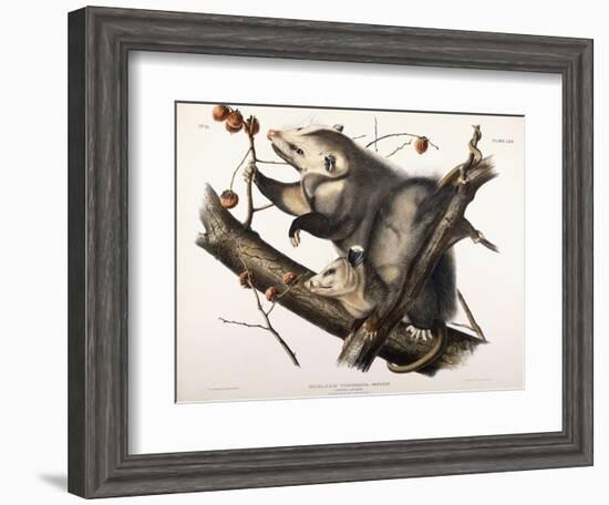 Virginian Opossum, 1845-John James Audubon-Framed Giclee Print