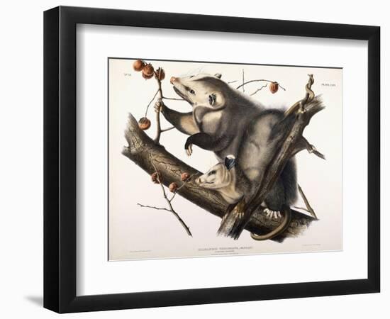 Virginian Opossum, 1845-John James Audubon-Framed Giclee Print