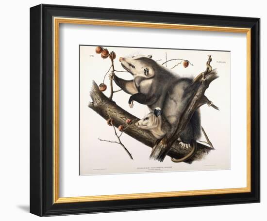 Virginian Opossum, 1845-John James Audubon-Framed Giclee Print