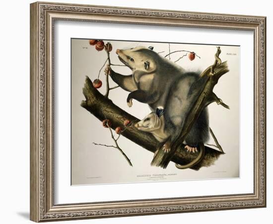 Virginian Opossum, from Quadrupeds of America, Engraved by John T. Bowen-John James Audubon-Framed Giclee Print