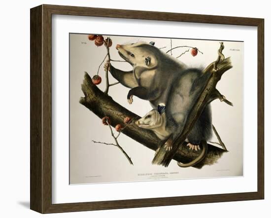 Virginian Opossum, from Quadrupeds of America, Engraved by John T. Bowen-John James Audubon-Framed Giclee Print