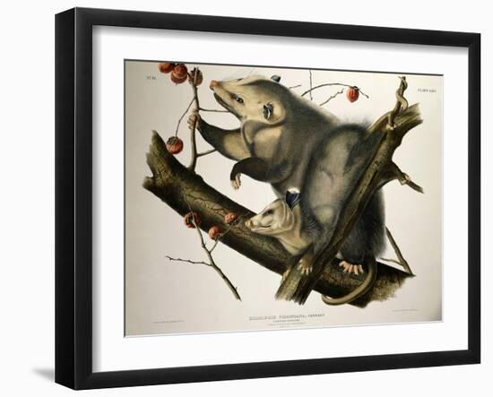 Virginian Opossum, from Quadrupeds of America, Engraved by John T. Bowen-John James Audubon-Framed Giclee Print