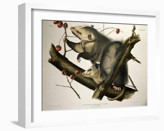 Virginian Opossum, from Quadrupeds of America, Engraved by John T. Bowen-John James Audubon-Framed Giclee Print